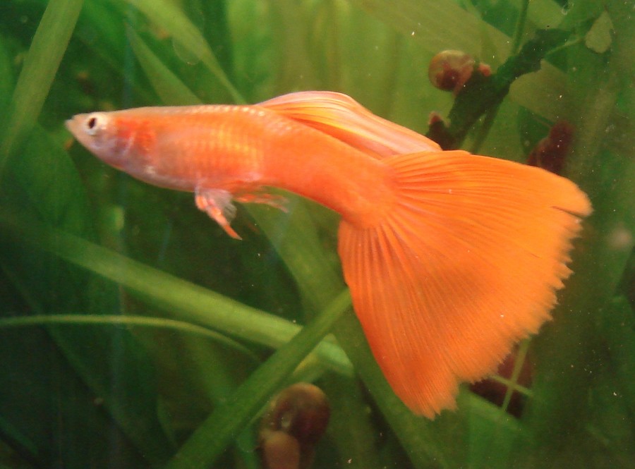 orange male guppy